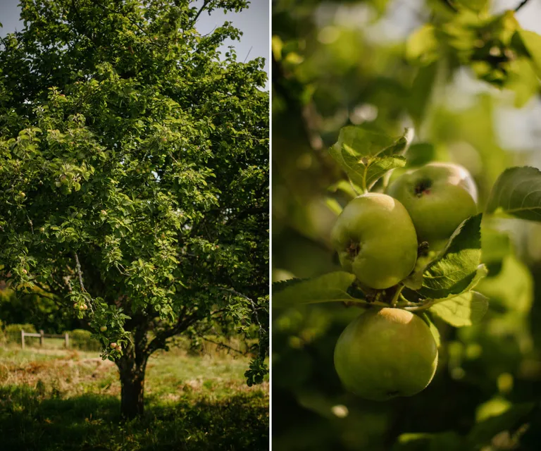 Continuing the Tradition of Dalmeny’s Harvest